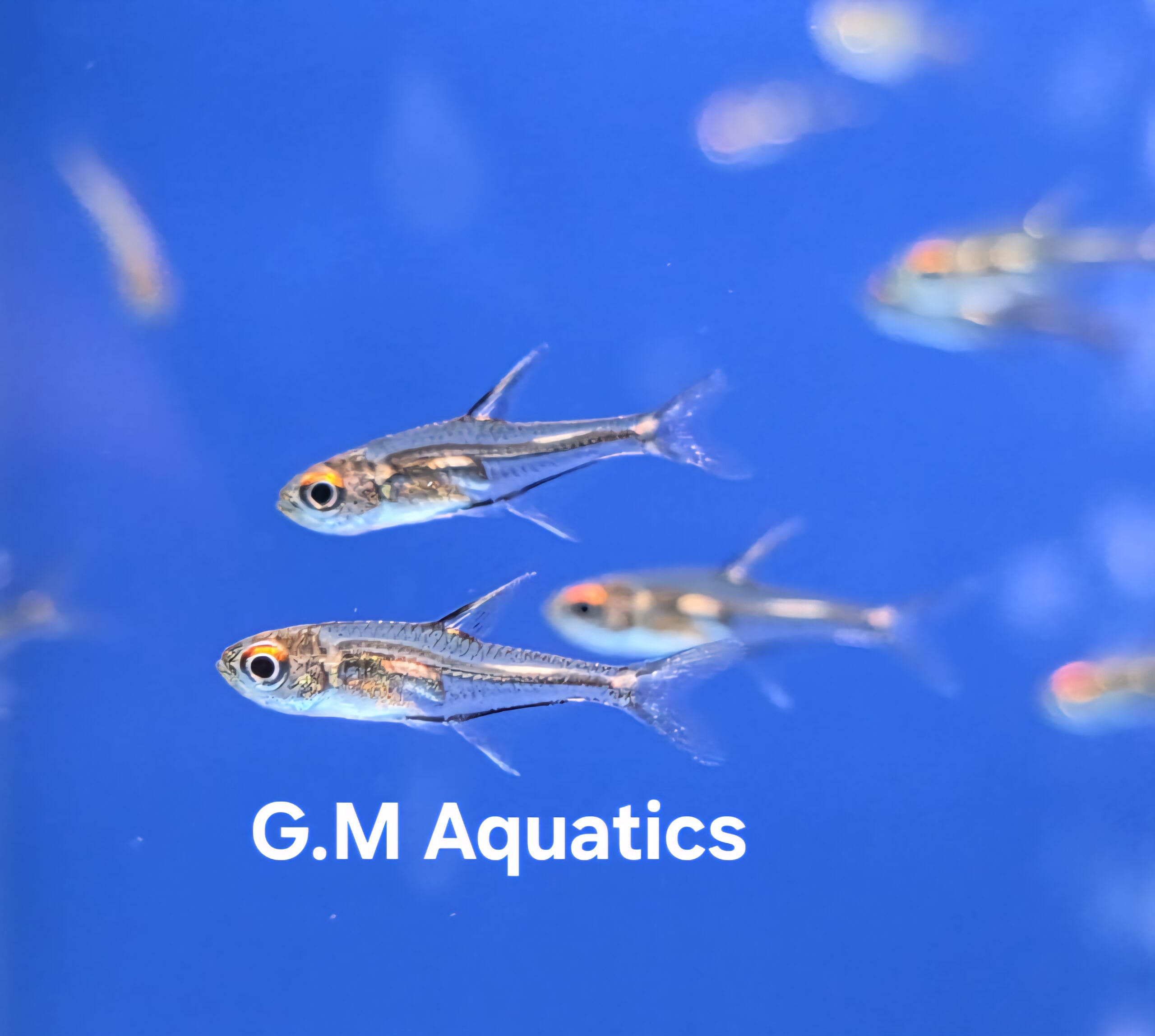 Morse Code Tetra Hemigrammus sp. “Morse Code”