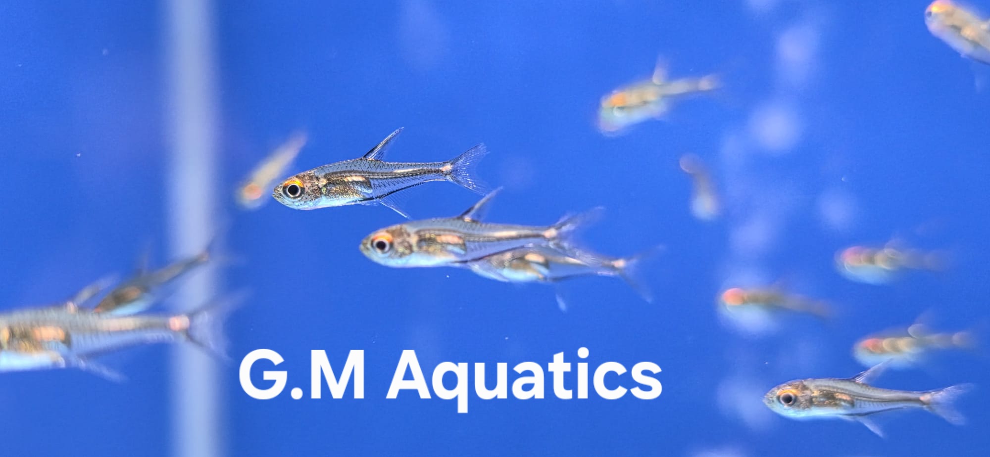 Morse Code Tetra Hemigrammus sp. “Morse Code” - Image 3