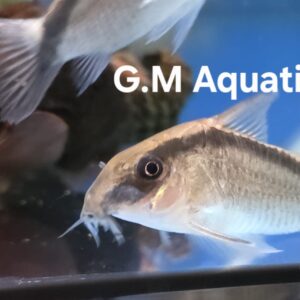 Skunk Cory - Hoplisoma Granti