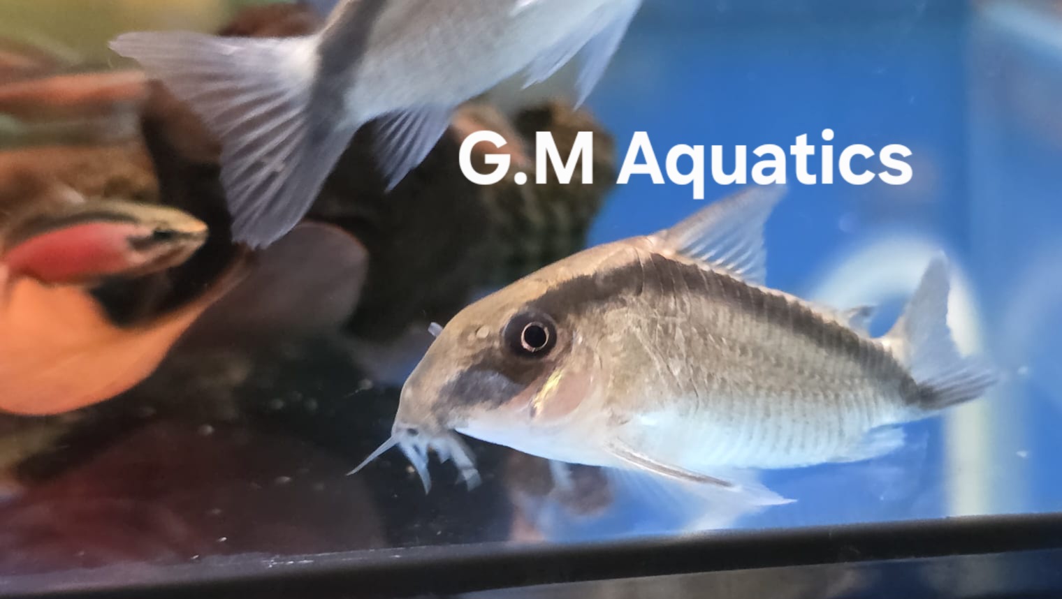 Skunk Cory - Hoplisoma Granti