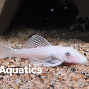 Ancistrus Snow White short fin  4cm
