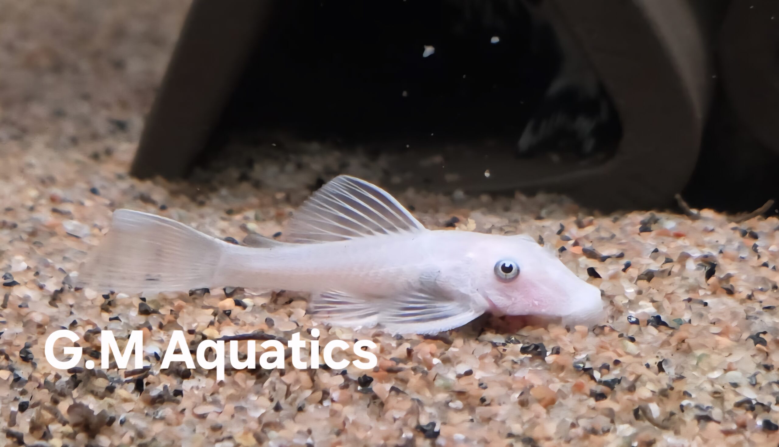 Ancistrus Snow White short fin 4cm
