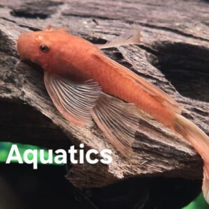 Ancistrus Super Red long fin 4-5cm