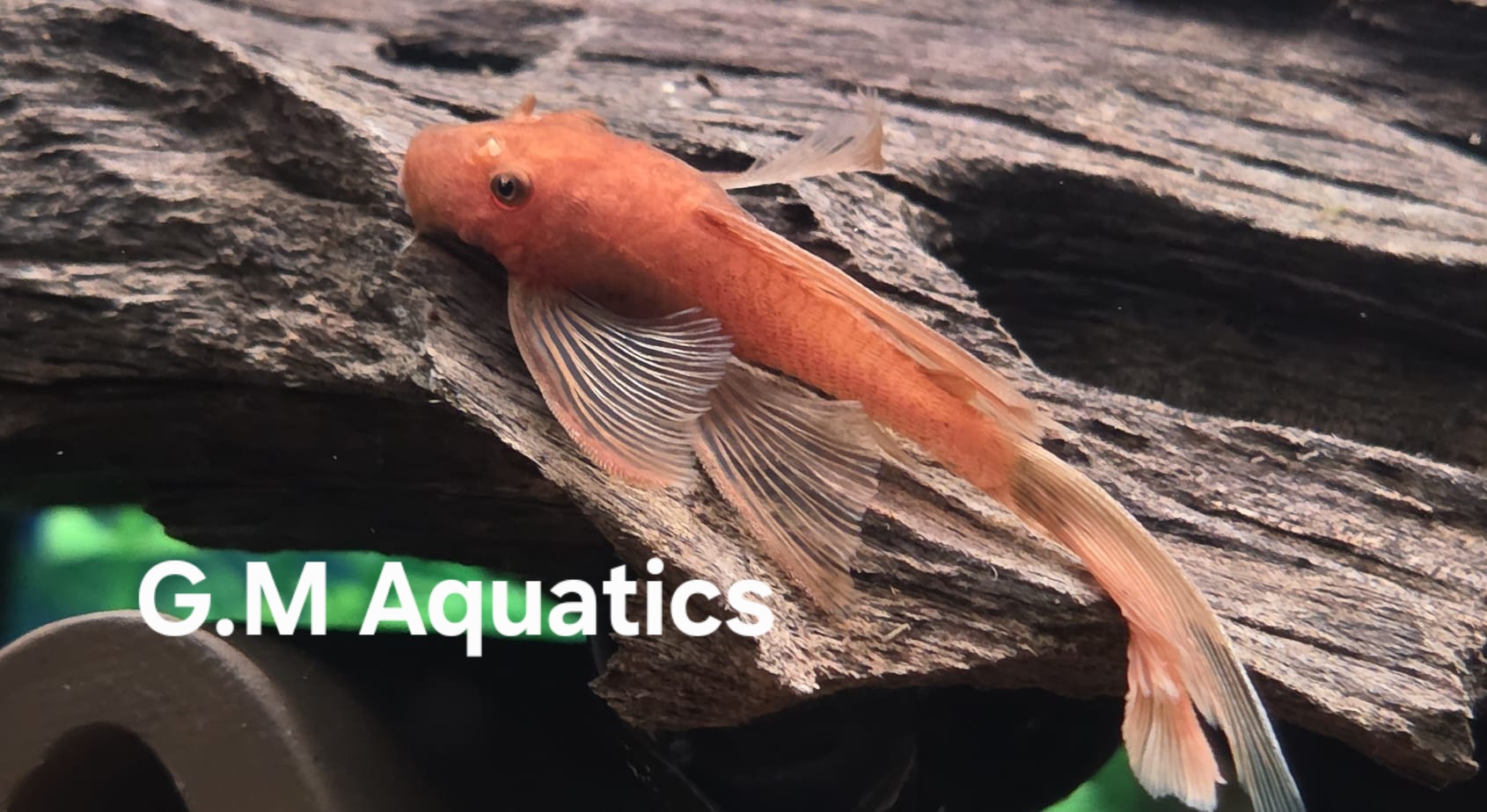 Ancistrus Super Red long fin 4-5cm