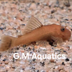 Ancistrus Super Red short fin 4-5cm