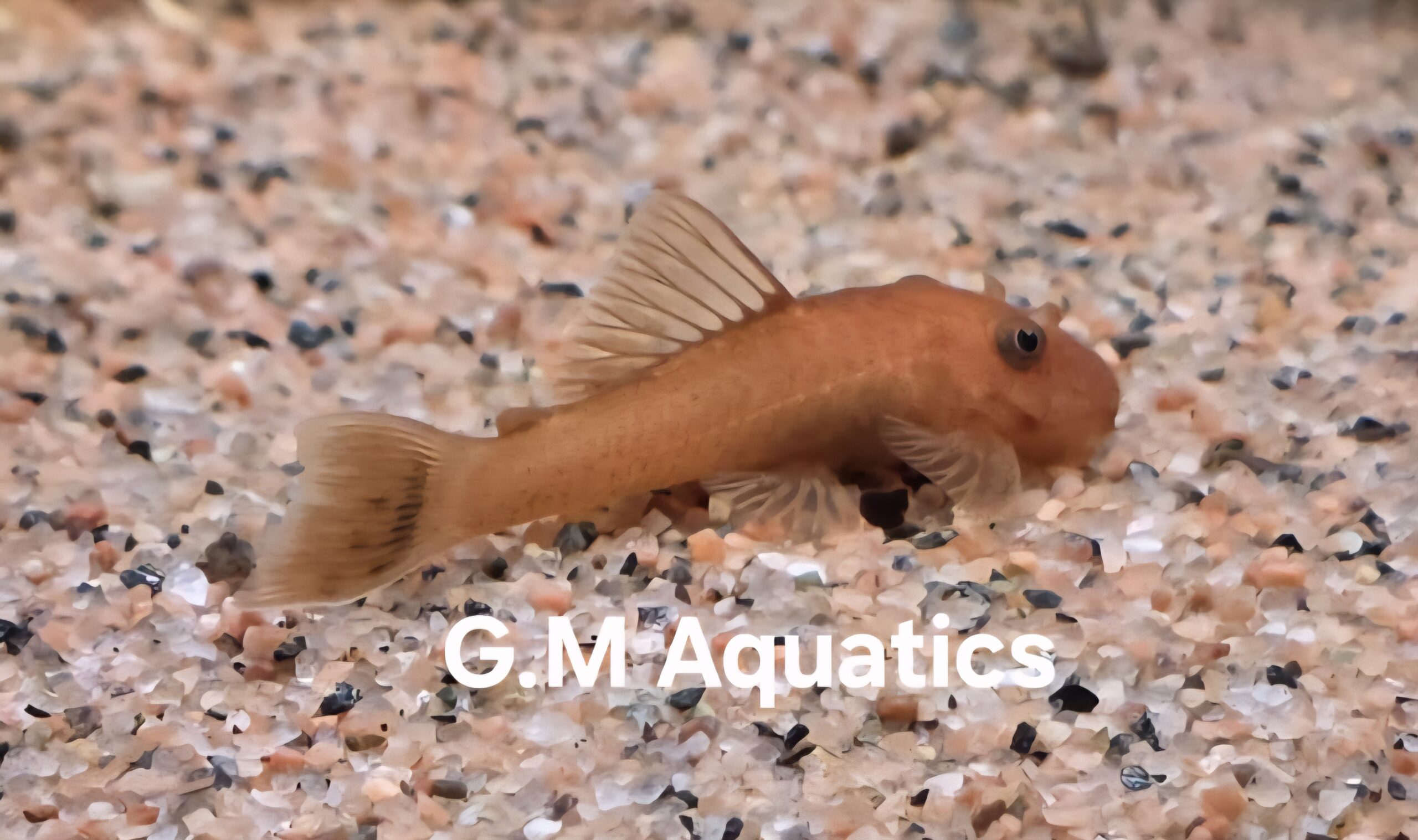Ancistrus Super Red short fin 4-5cm