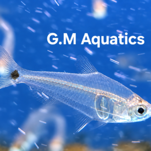 Mountain Crystal Tetra - Protocheirodon π Fish