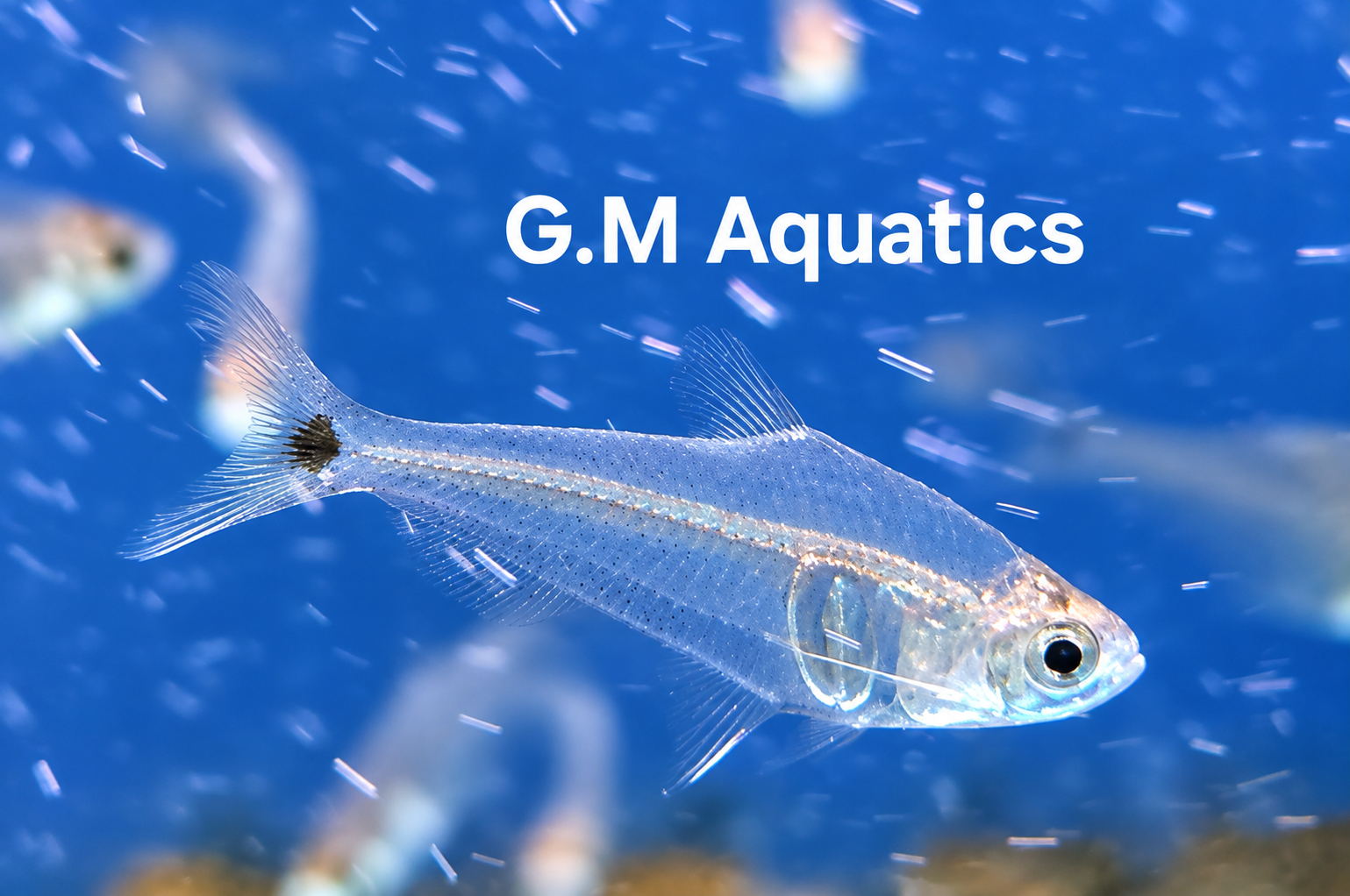 Mountain Crystal Tetra - Protocheirodon π Fish
