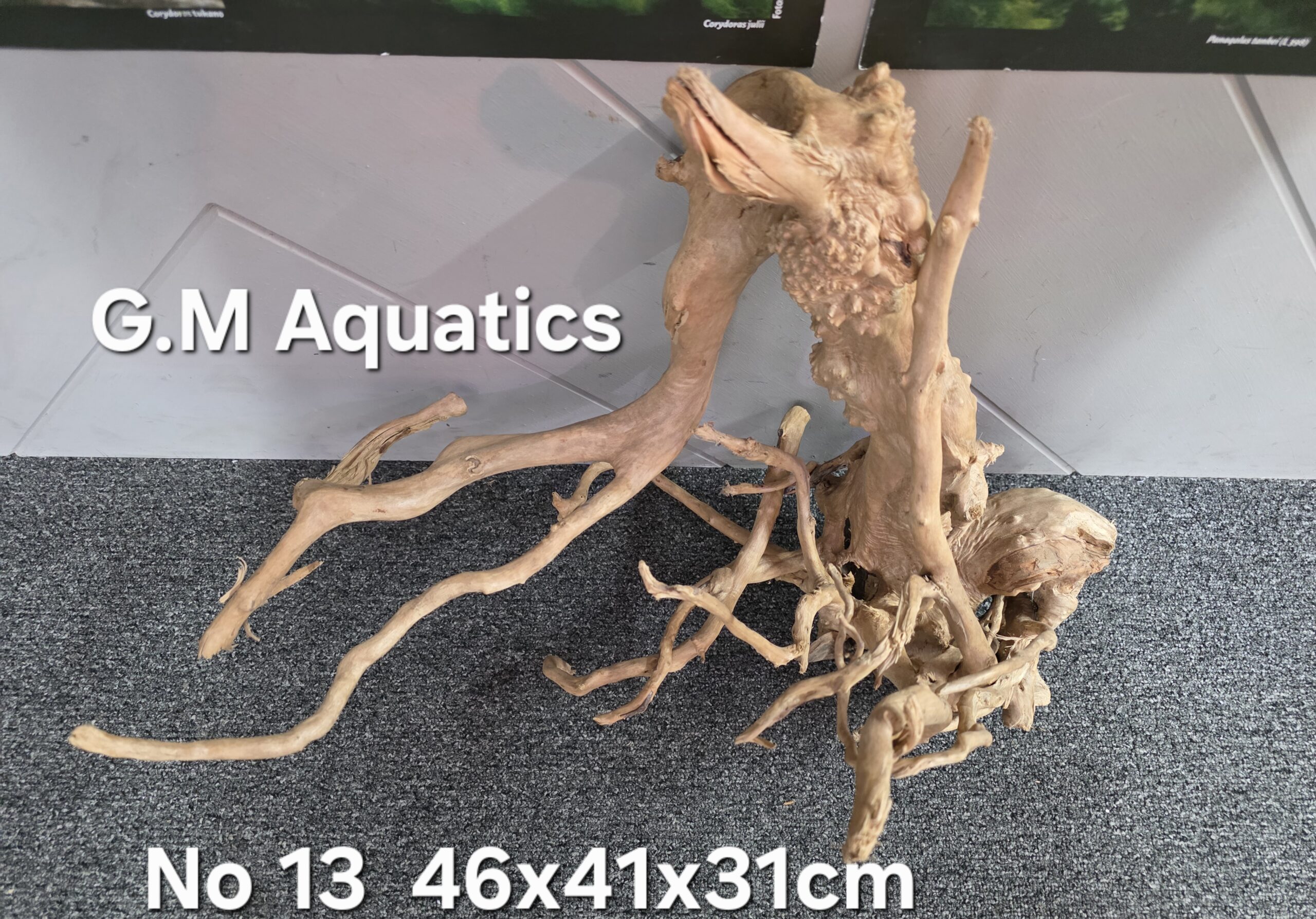 Red moor / Azalea wood No 13 46x41x31cm
