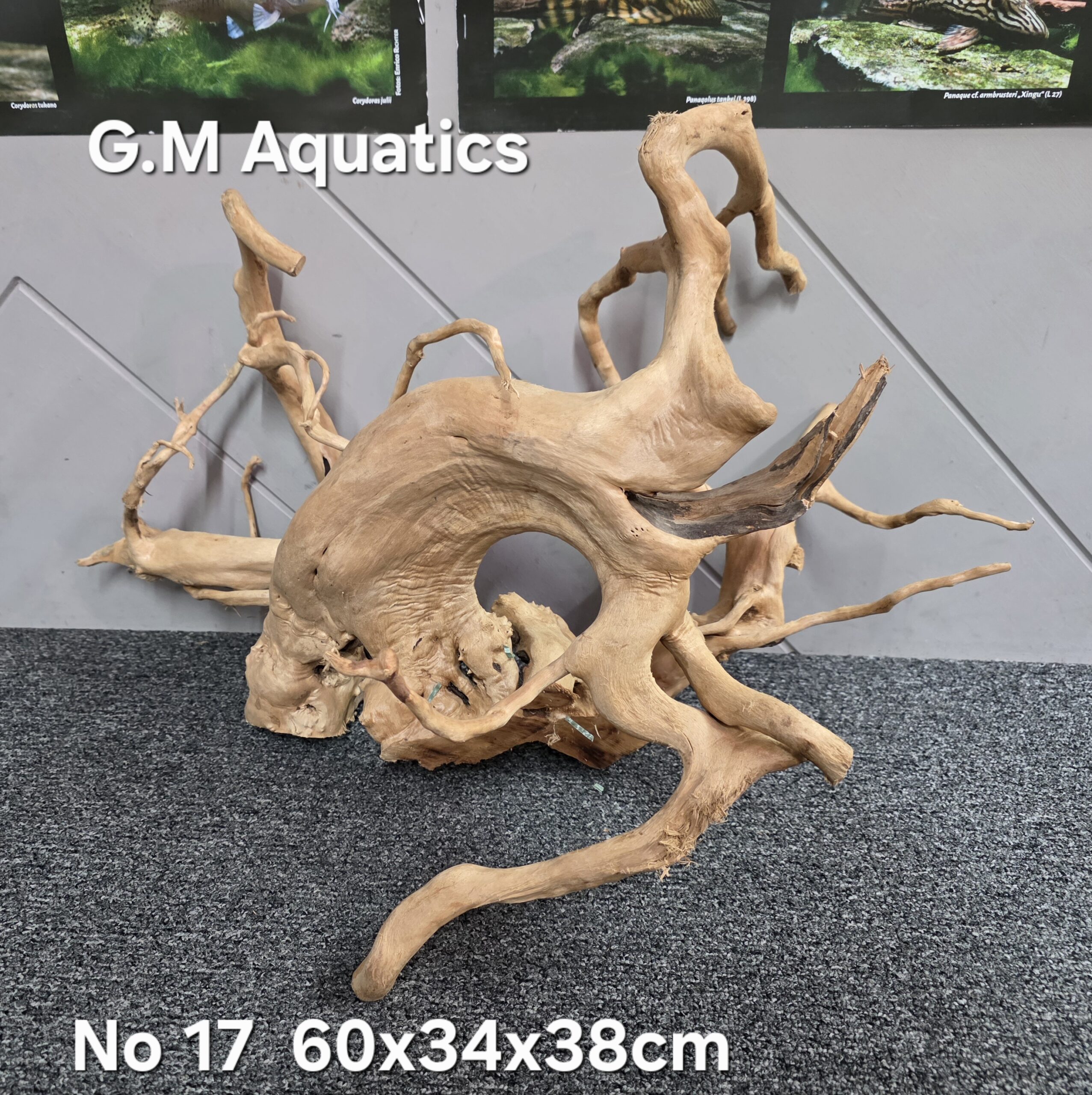 Red moor / Azalea wood No 17 60x34x38cm - Image 3