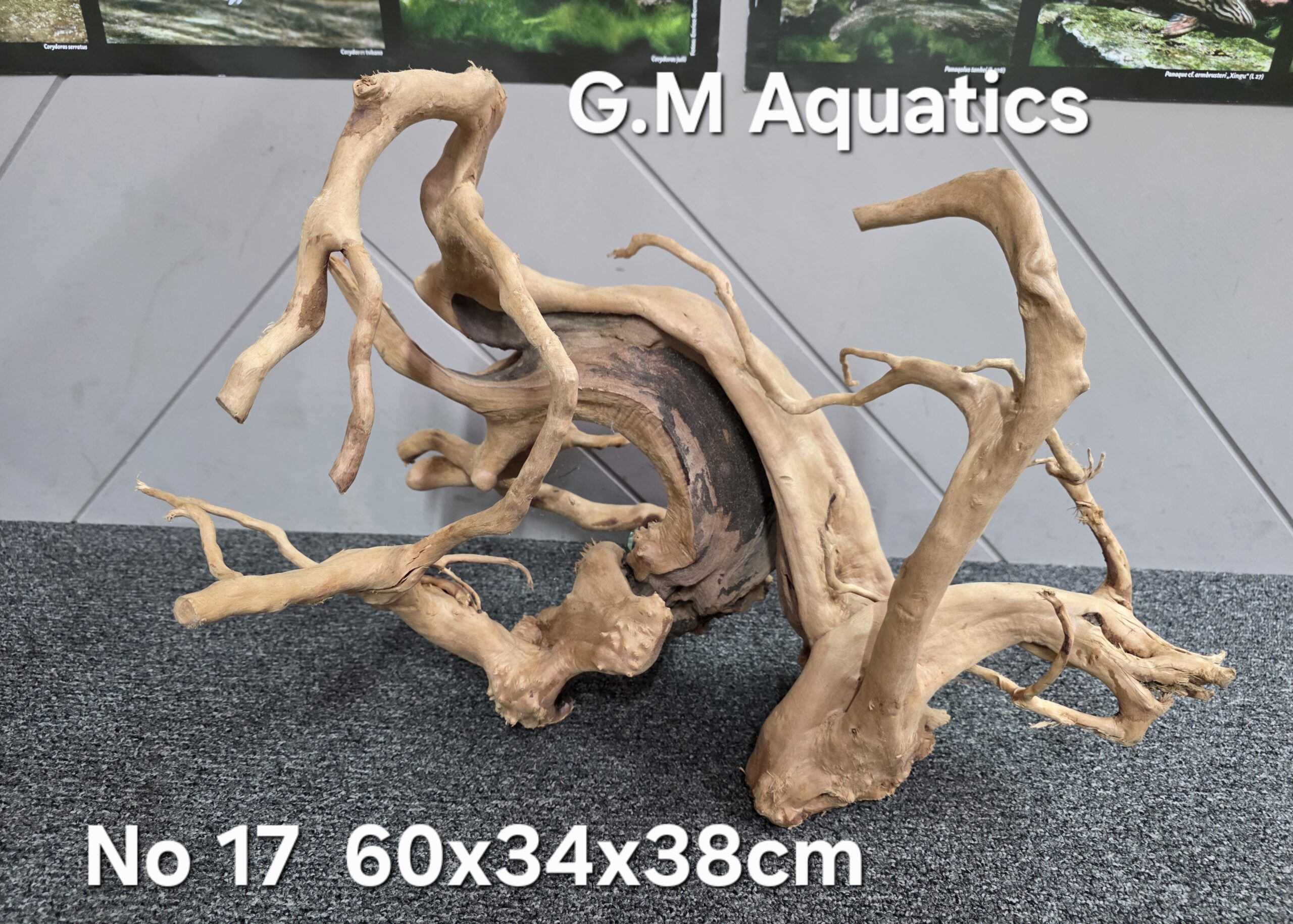 Red moor / Azalea wood No 17 60x34x38cm