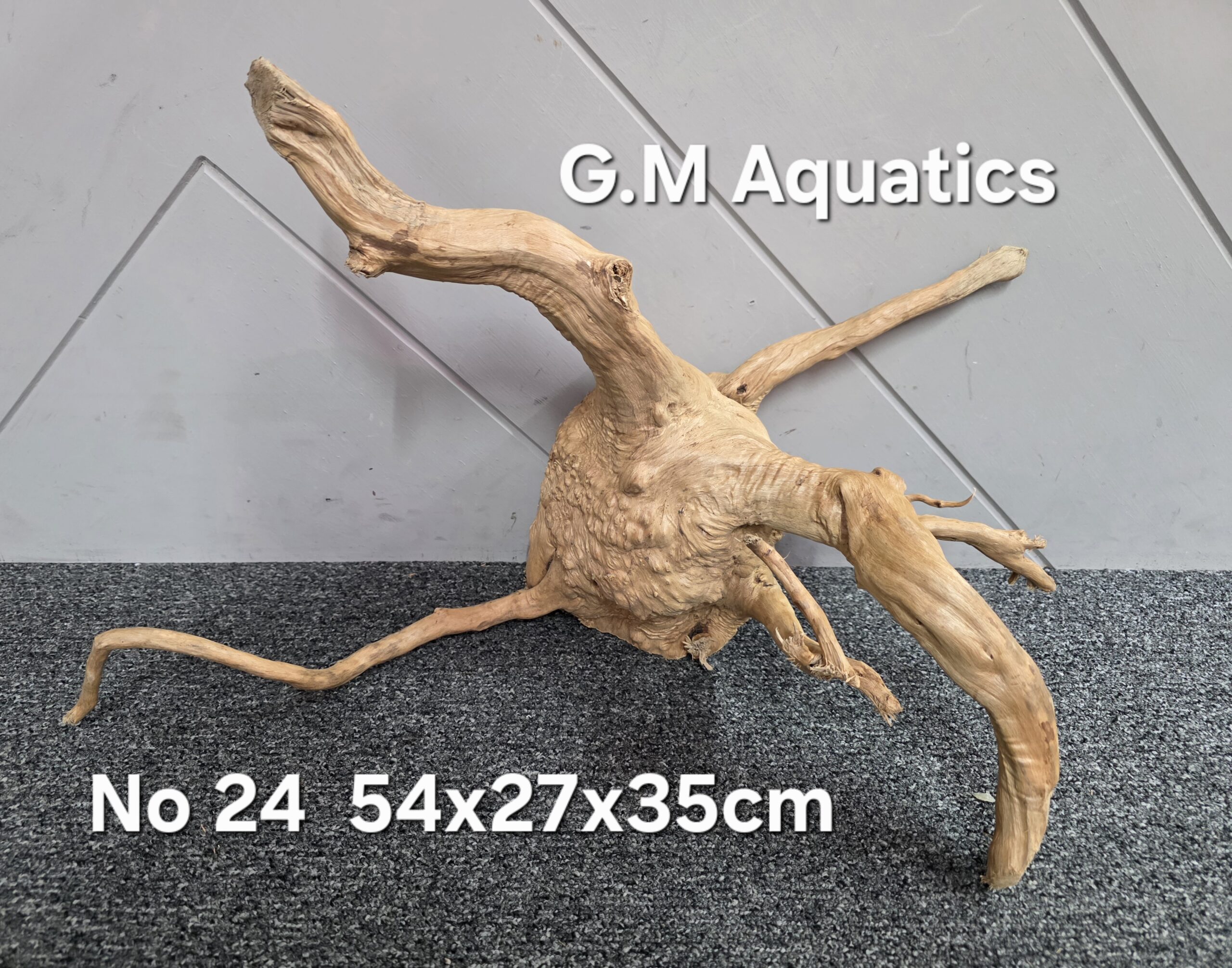 Red moor / Azalea wood No 24 54x27x35cm