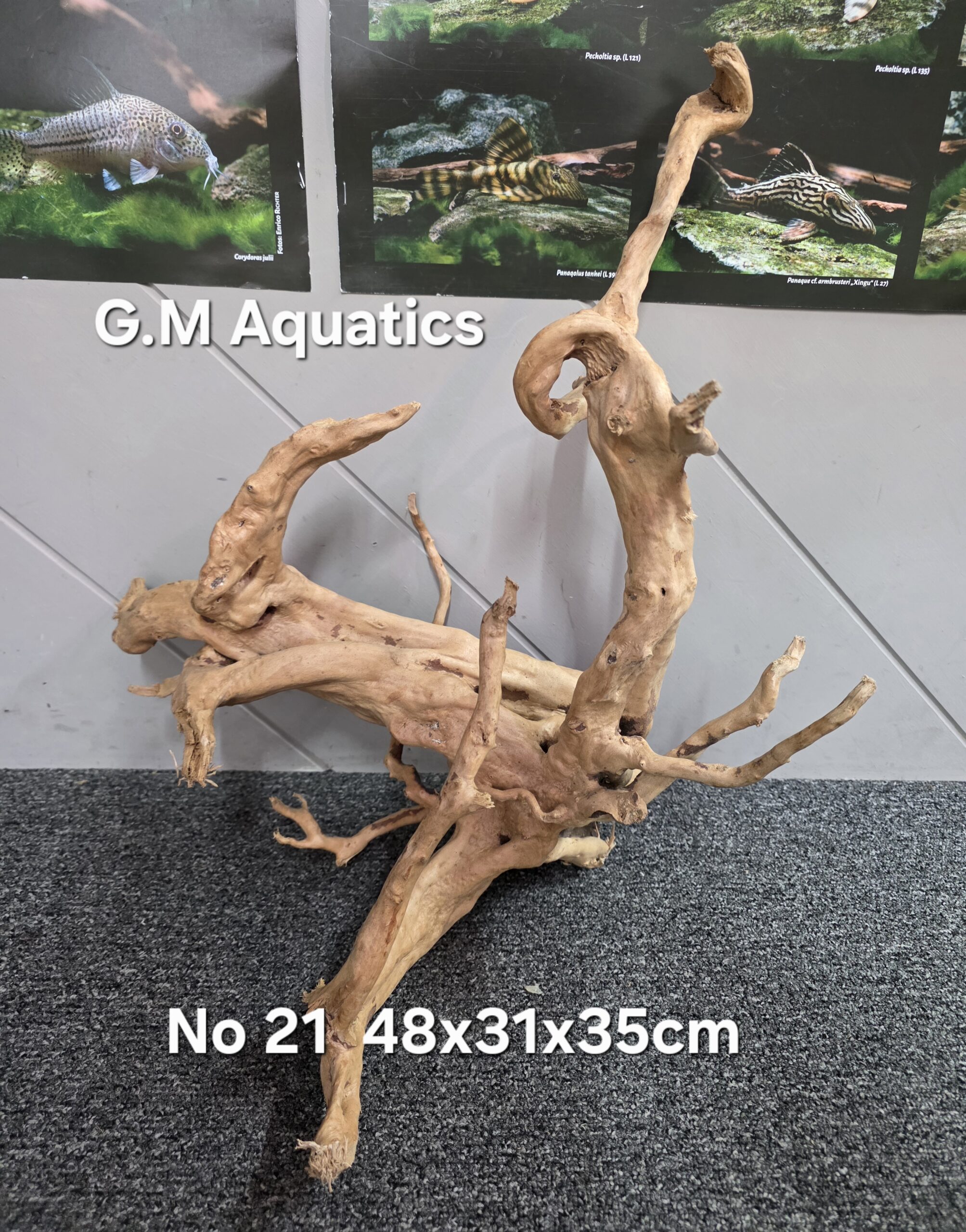 Red moor / Azalea wood No 21 48x31x35cm - Image 2