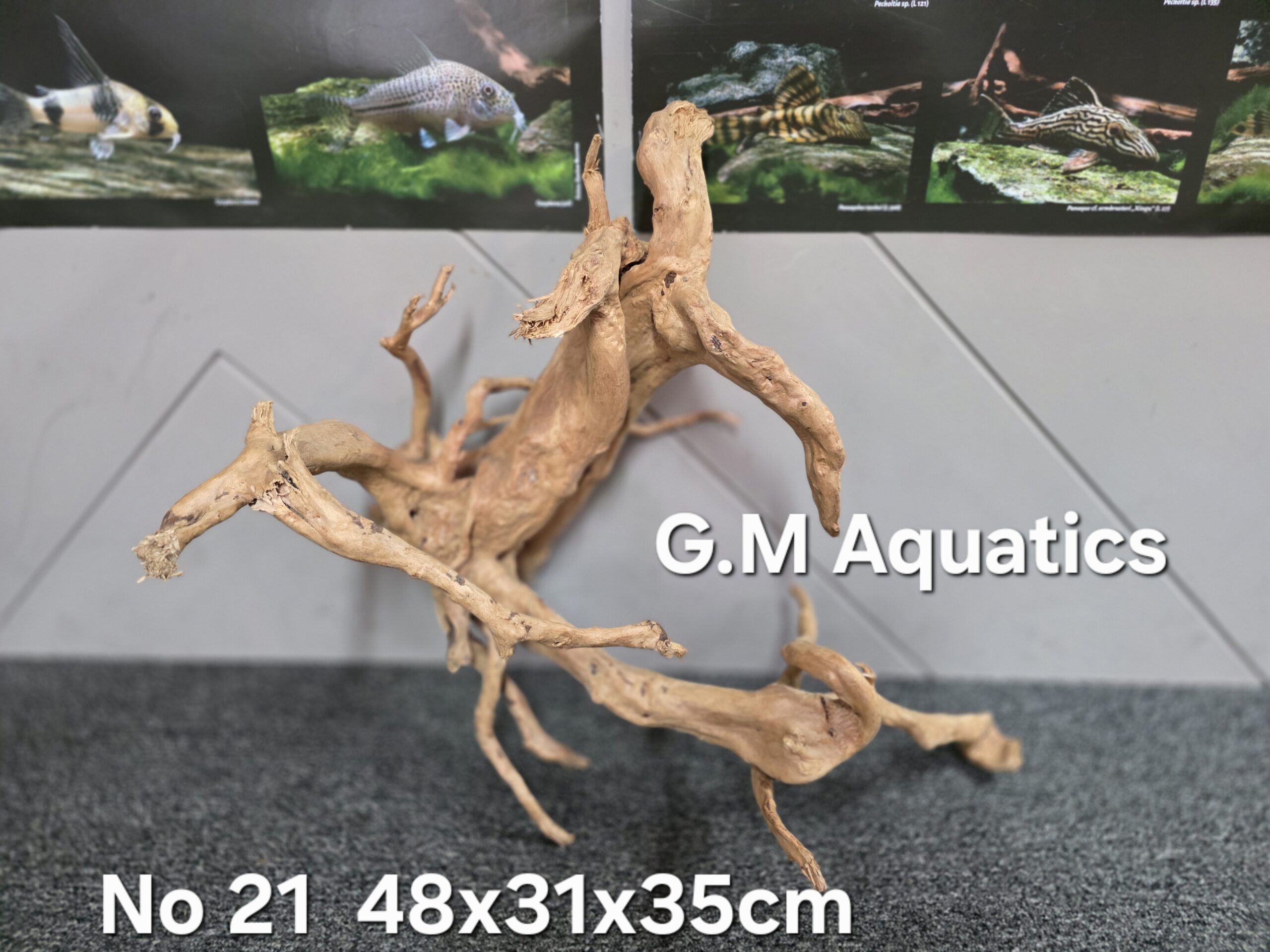 Red moor / Azalea wood No 21 48x31x35cm