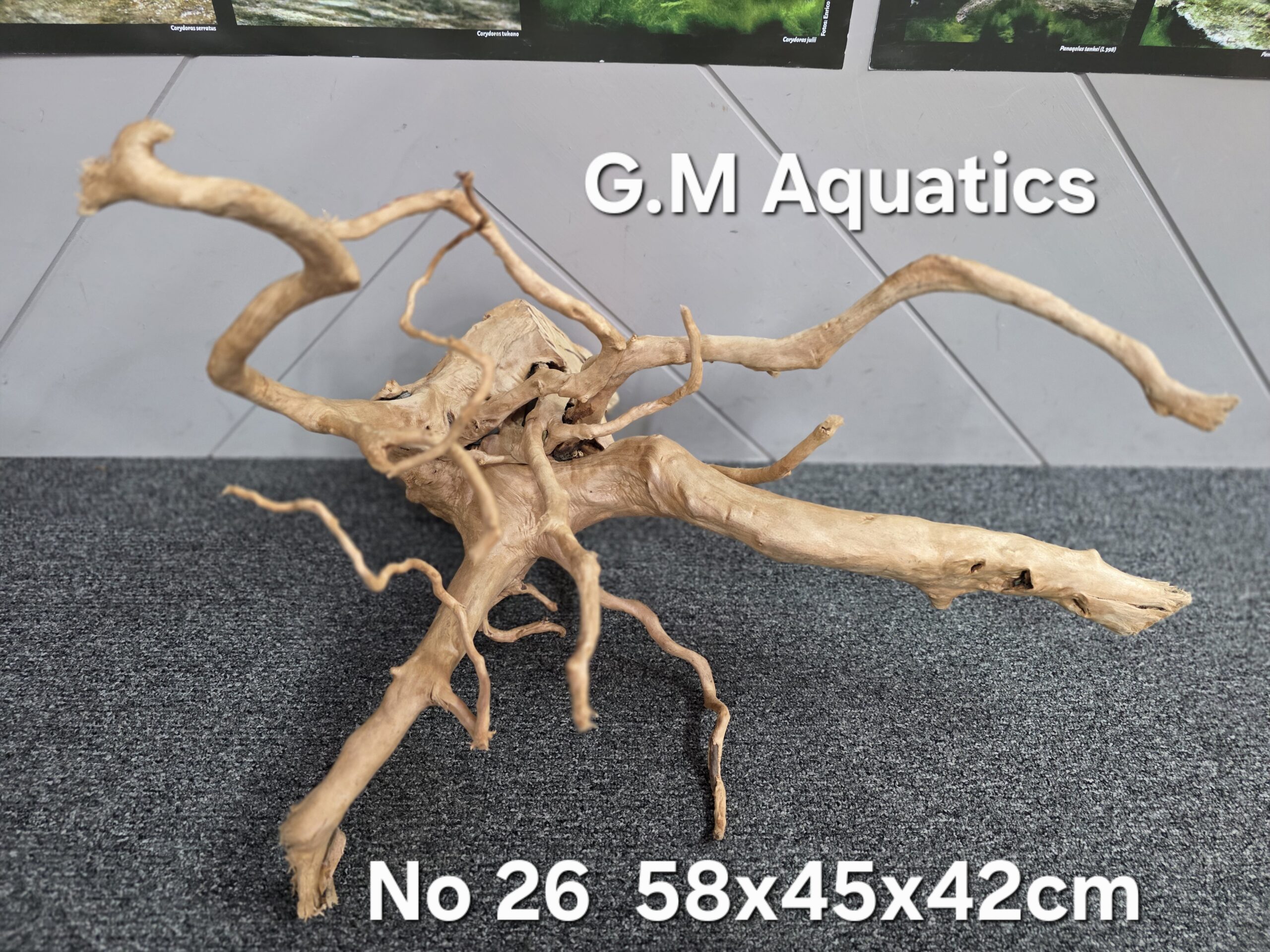 Red moor / Azalea wood No 26 58x45x42cm - Image 2