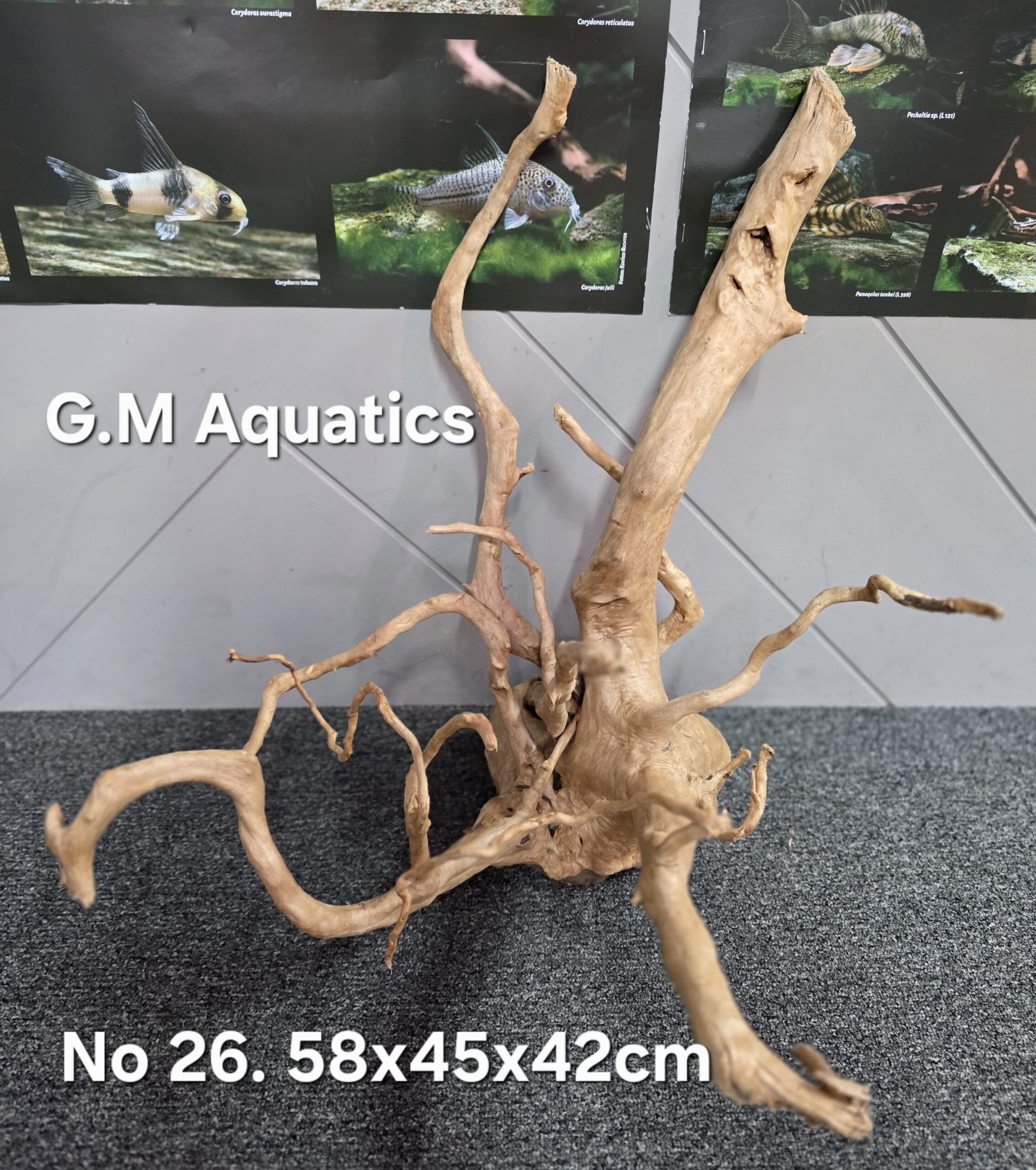 Red moor / Azalea wood No 26 58x45x42cm