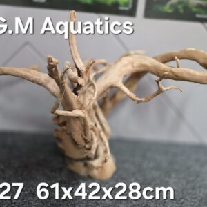 Red moor / Azalea wood No 27 61x42x28cm