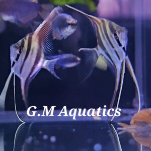 Altum Angelfish Orinoco Pterophyllum Altum 12-14cm tall