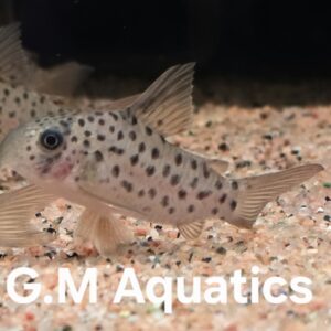 Corydoras CW162 Dalmata  3-4cm