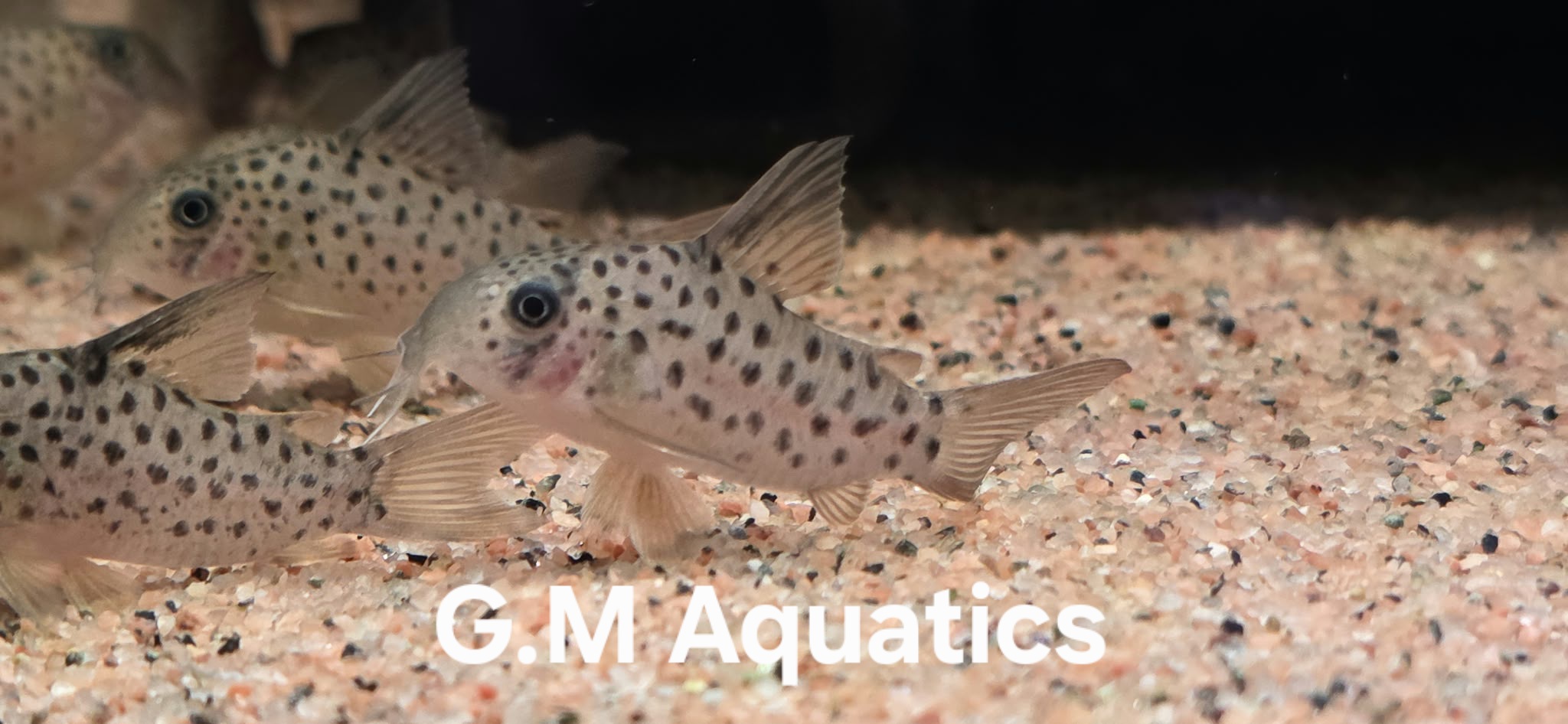 Corydoras CW162 Dalmata 3-4cm
