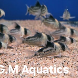 Hoplisoma CW158  3-4cm