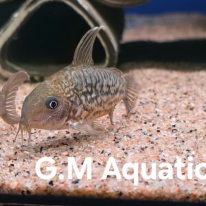 C005 Corydoras Pantanalensis - Brochis pantanalensis  5-6cm Sold in a pairs