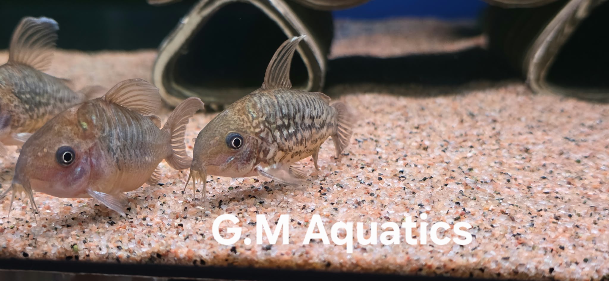 C005 Corydoras Pantanalensis - Brochis pantanalensis 5-6cm Sold in a pairs