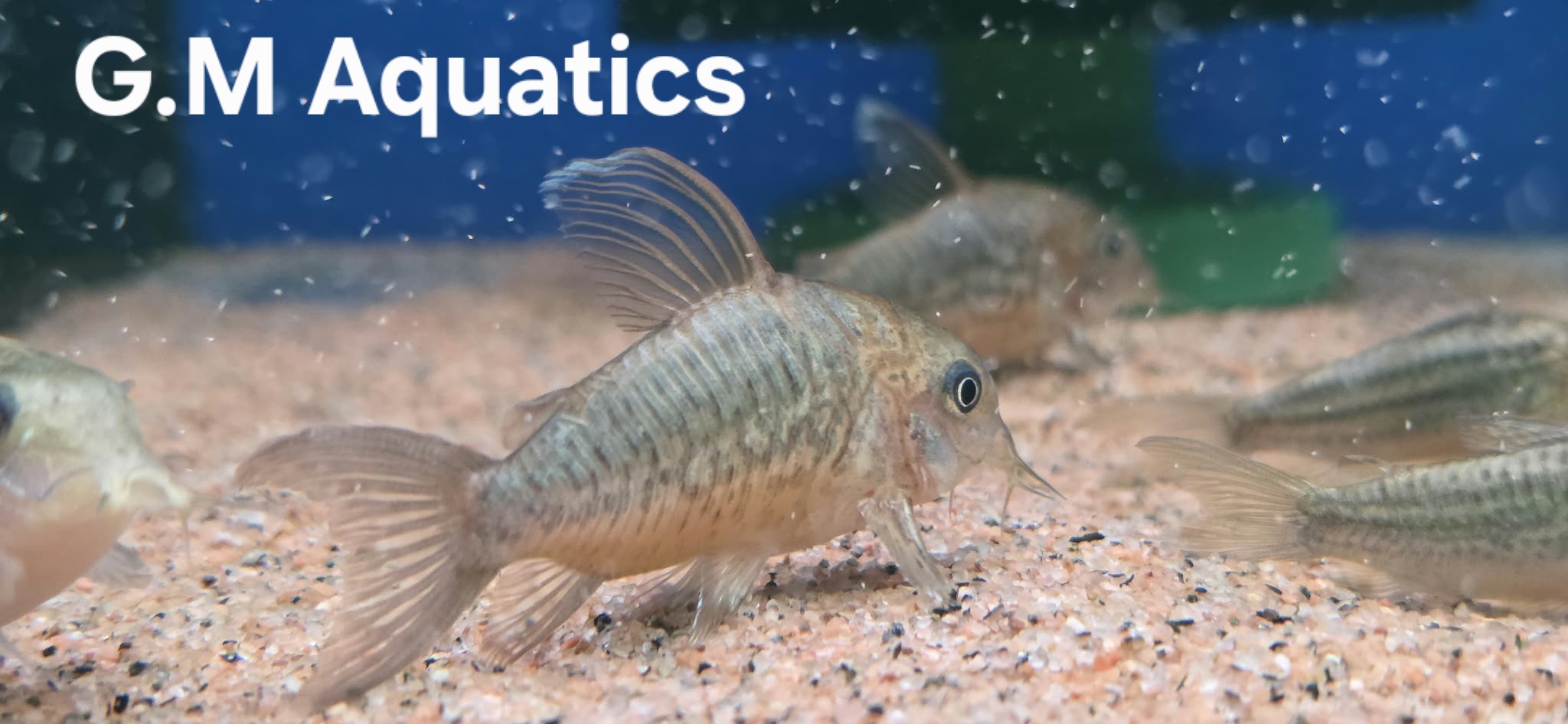 C005 Corydoras Pantanalensis - Brochis pantanalensis 5-6cm Sold in a pairs - Image 2