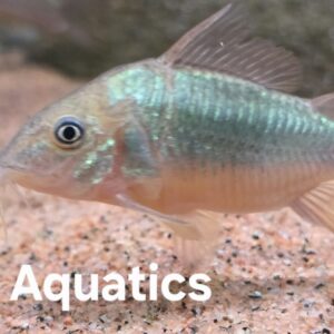 Emerald Catfish Brochis splendens