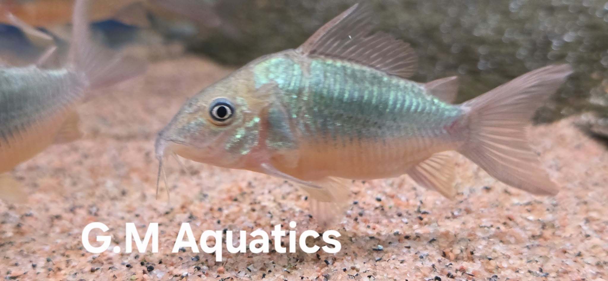 Emerald Catfish Brochis splendens