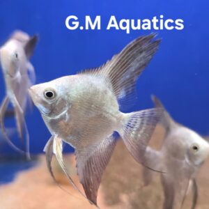 Bulgarian Seal Point Angelfish Pterophyllum Scalare 5-6cm