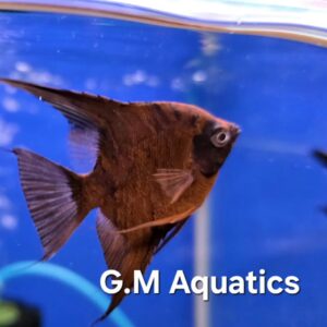 Red Dragon Angelfish  Small/Medium 3.5-5cm