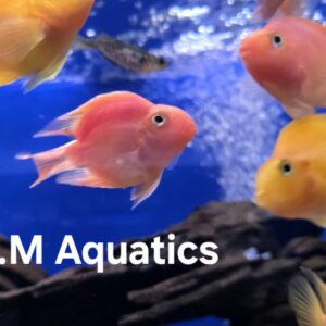 Parrot Cichlid 10cm Yellow / Red