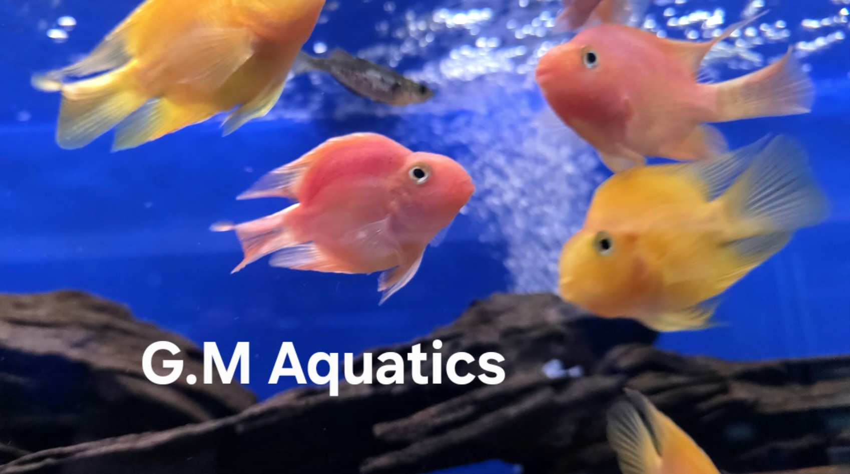 Parrot Cichlid 10cm Yellow / Red