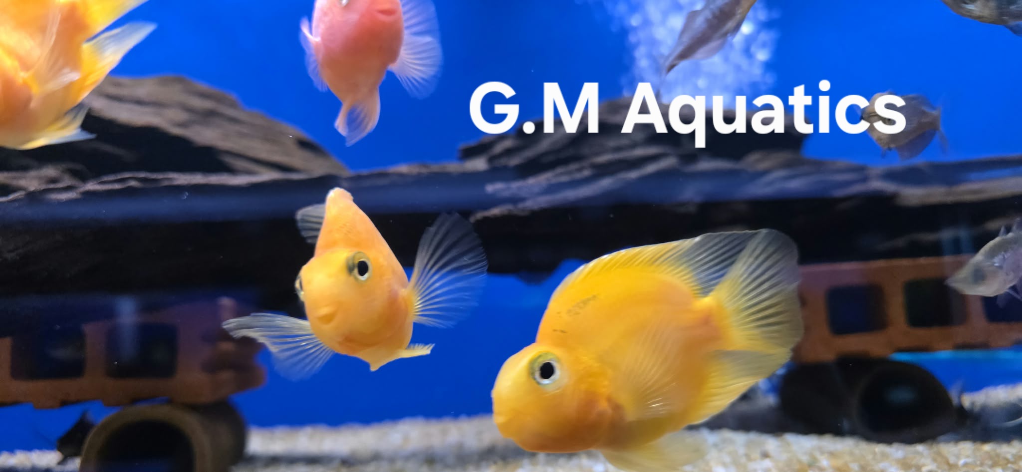Parrot Cichlid 10cm Yellow / Red - Image 2