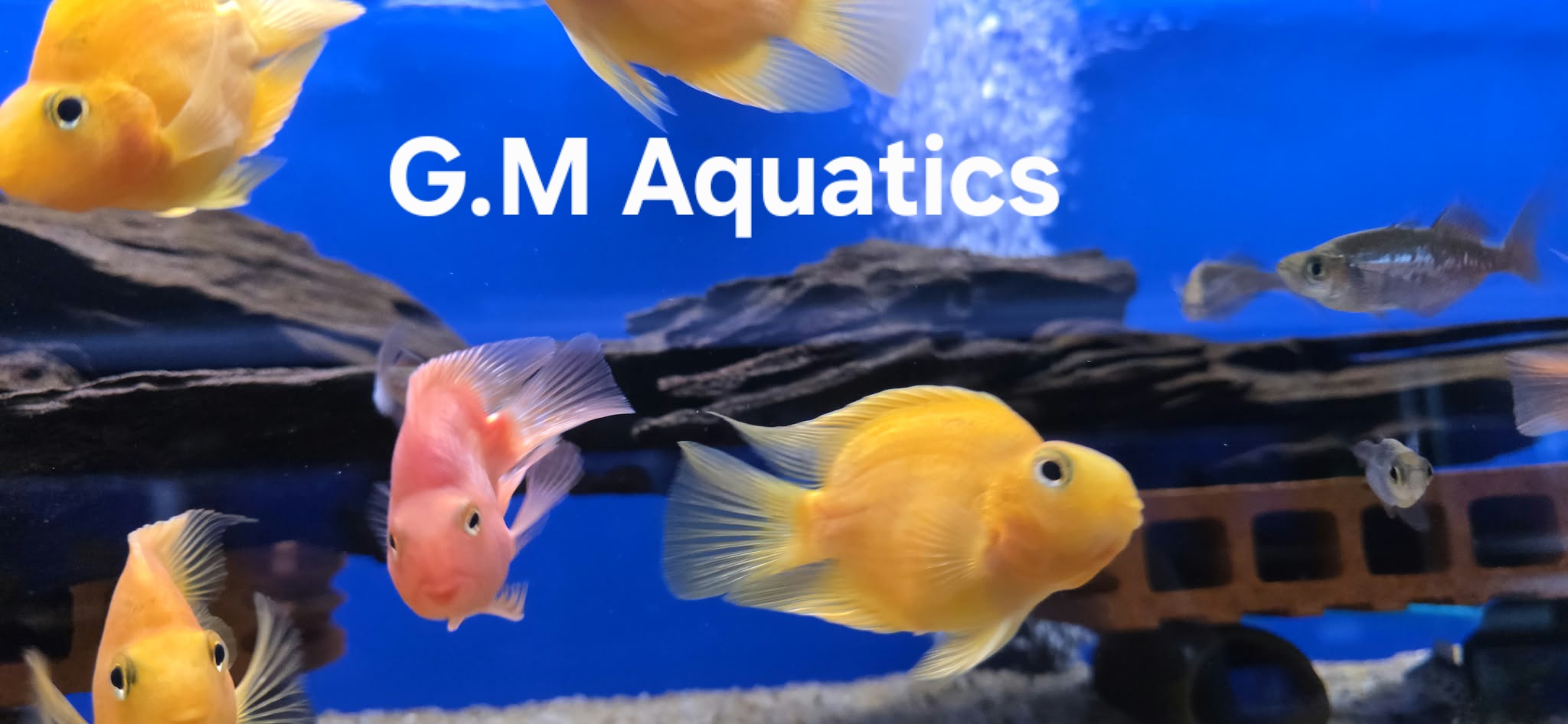 Parrot Cichlid 10cm Yellow / Red - Image 3