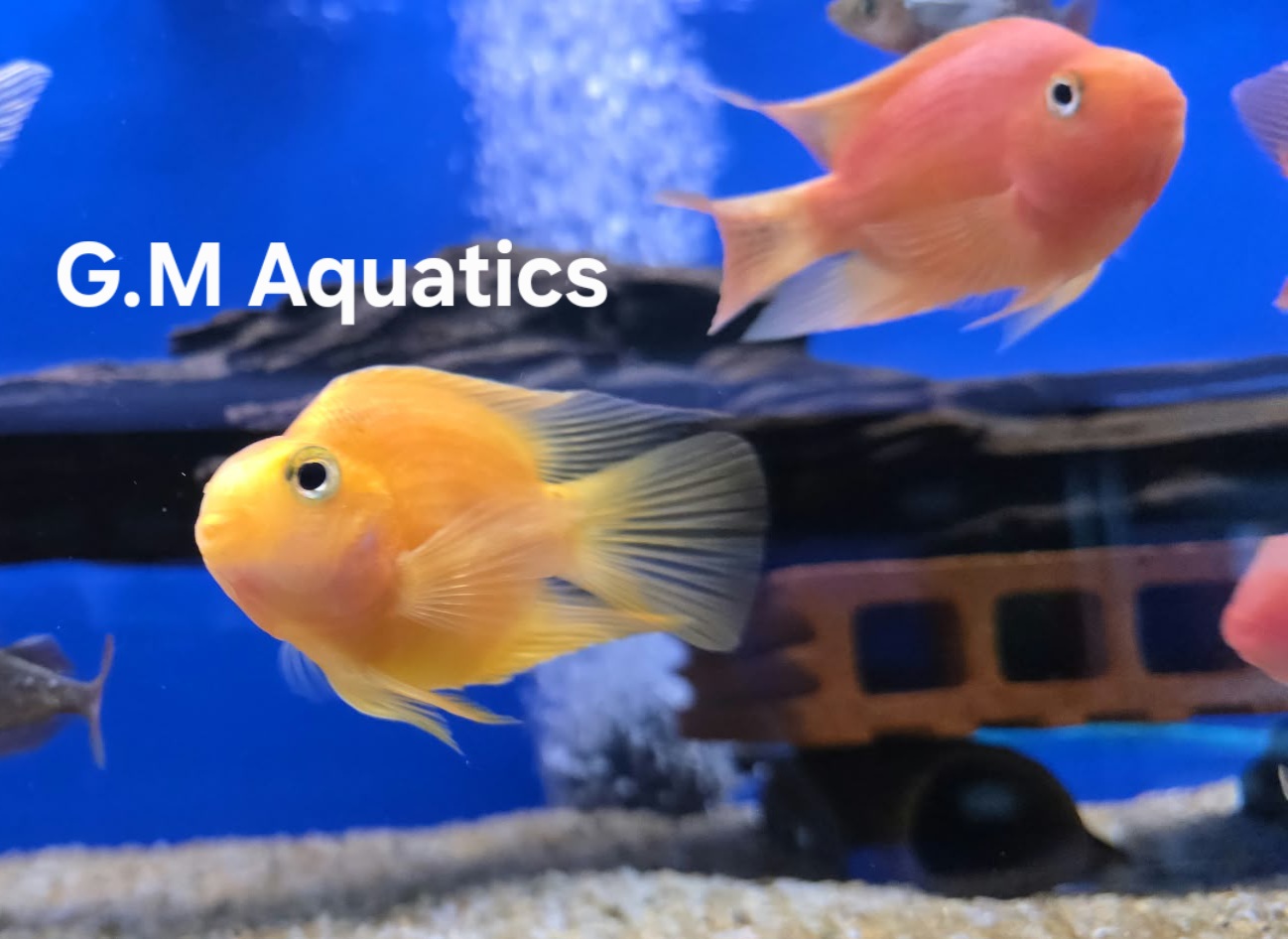 Parrot Cichlid 10cm Yellow / Red - Image 6
