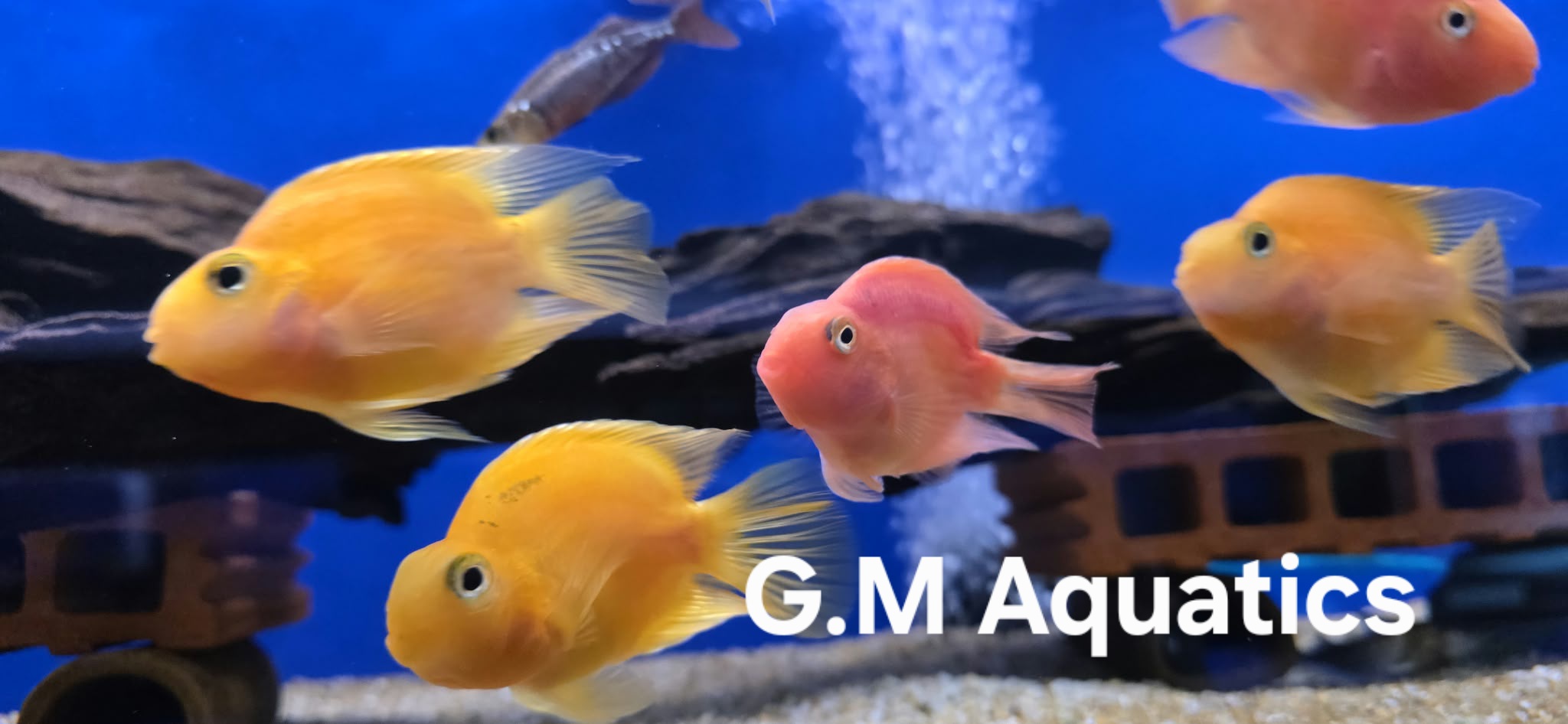 Parrot Cichlid 10cm Yellow / Red - Image 4