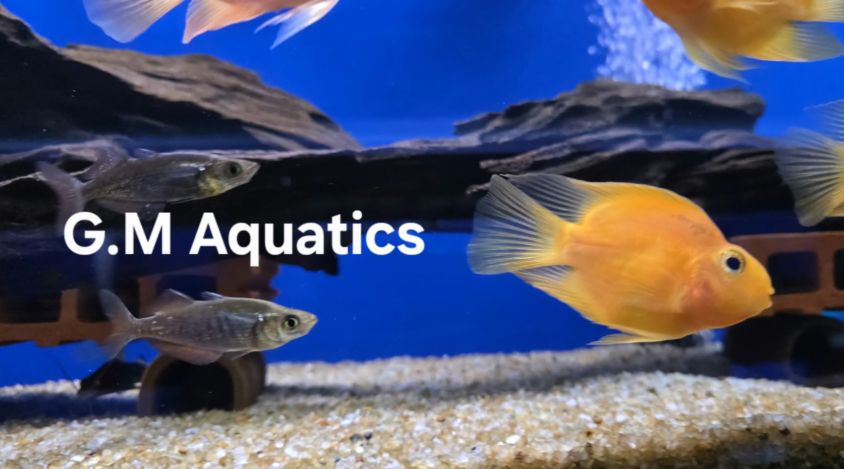 Parrot Cichlid 10cm Yellow / Red - Image 7