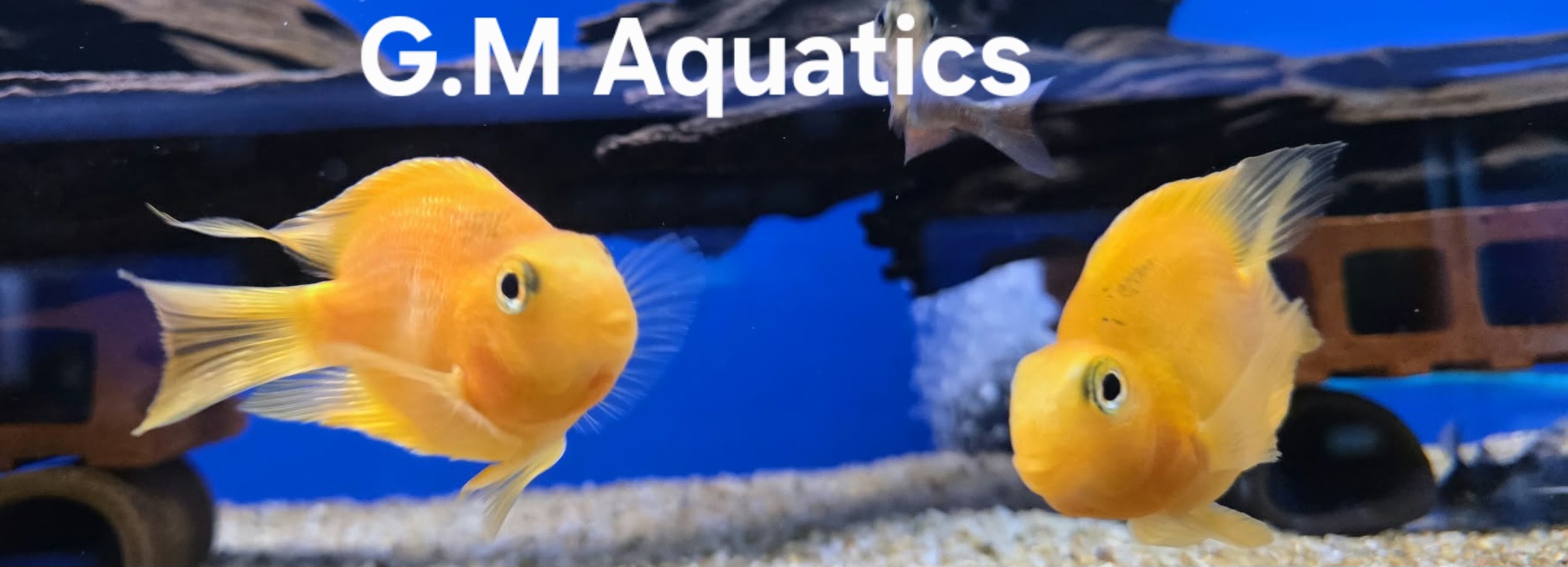 Parrot Cichlid 10cm Yellow / Red - Image 8