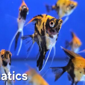 Red Devil Angelfish  Small/Medium 3.5-5cm